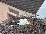 Capi_Dubne_20150423_060047.jpg