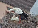 Capi_Dubne_20150423_182046.jpg