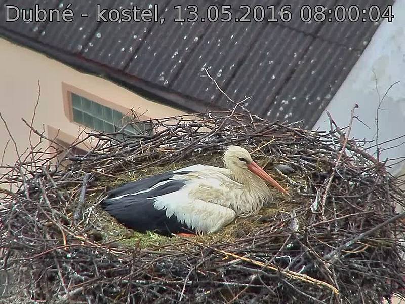 Capi_Dubne_20160513_080004.jpg (960 x 720)