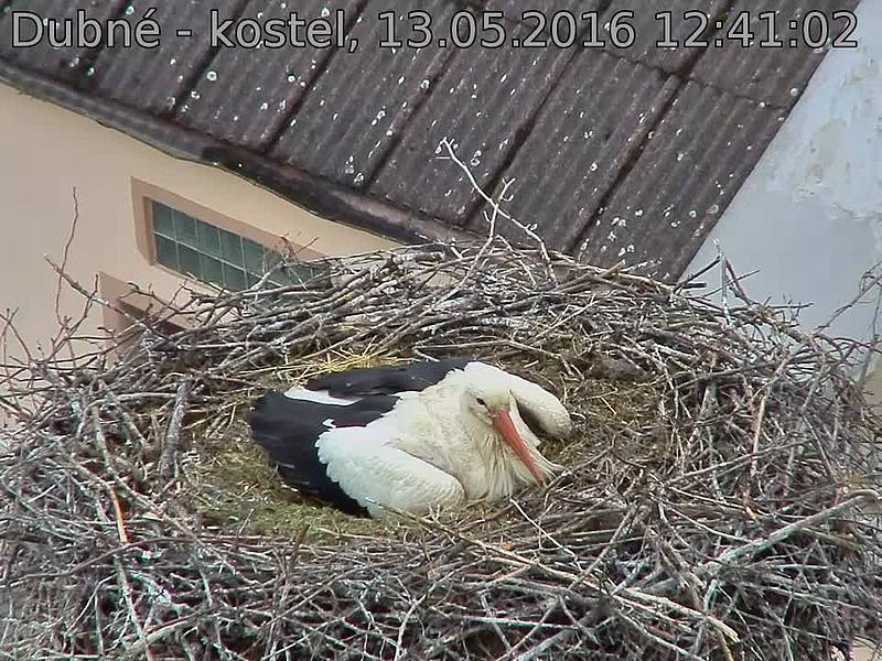 Capi_Dubne_20160513_124102.jpg (960 x 720)
