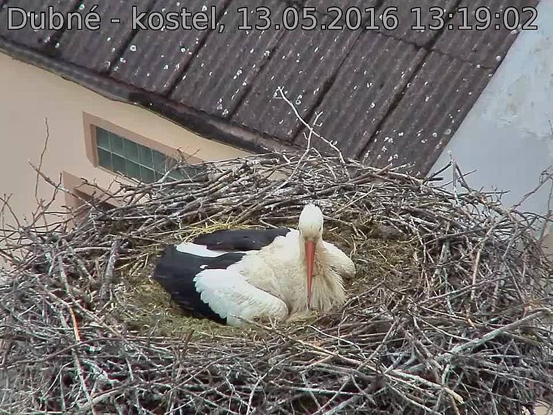 Capi_Dubne_20160513_131902.jpg (960 x 720)