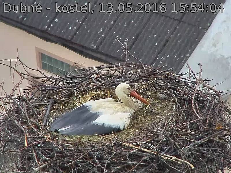 Capi_Dubne_20160513_155404.jpg (960 x 720)