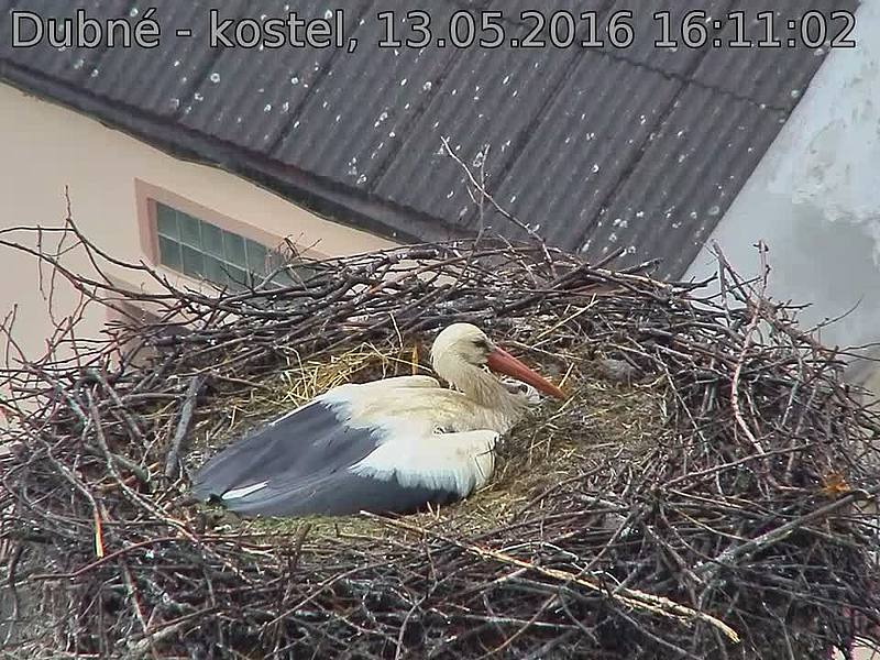Capi_Dubne_20160513_161102.jpg (960 x 720)