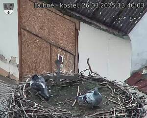 Capi_Dubne_20250326_134003.jpg (1350 x 1080)