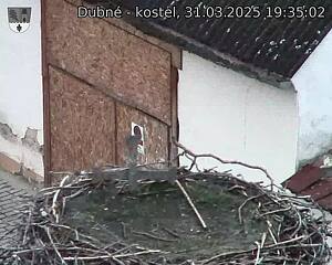Capi_Dubne_20250331_193502.jpg (1350 x 1080)