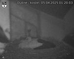 Capi_Dubne_20250405_012003.jpg
