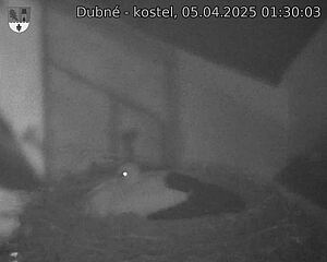 Capi_Dubne_20250405_013003.jpg (1350 x 1080)