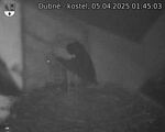 Capi_Dubne_20250405_014503.jpg