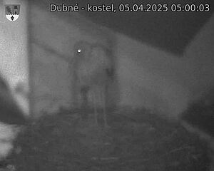 Capi_Dubne_20250405_050003.jpg (1350 x 1080)