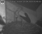 Capi_Dubne_20250405_054002.jpg