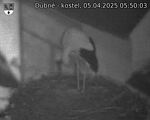 Capi_Dubne_20250405_055003.jpg