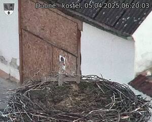 Capi_Dubne_20250405_062003.jpg (1350 x 1080)