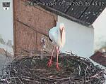Capi_Dubne_20250405_064002.jpg