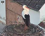 Capi_Dubne_20250405_064503.jpg