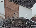 Capi_Dubne_20250405_072503.jpg