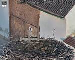 Capi_Dubne_20250405_073503.jpg