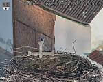 Capi_Dubne_20250405_074503.jpg
