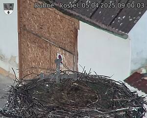 Capi_Dubne_20250405_090003.jpg (1350 x 1080)