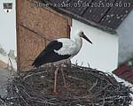 Capi_Dubne_20250405_094003.jpg
