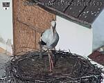 Capi_Dubne_20250405_100503.jpg