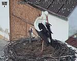 Capi_Dubne_20250405_101503.jpg