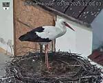 Capi_Dubne_20250405_120003.jpg