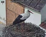 Capi_Dubne_20250405_124003.jpg