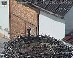 Capi_Dubne_20250405_134503.jpg