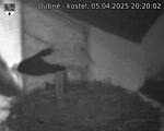 Capi_Dubne_20250405_202002.jpg
