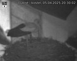 Capi_Dubne_20250405_203002.jpg