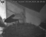 Capi_Dubne_20250405_203503.jpg