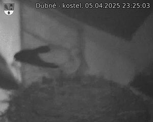 Capi_Dubne_20250405_232503.jpg (1350 x 1080)