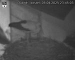 Capi_Dubne_20250405_234503.jpg
