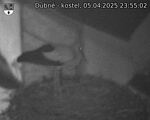 Capi_Dubne_20250405_235502.jpg