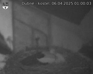 Capi_Dubne_20250406_010003.jpg (1350 x 1080)