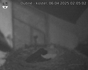 Capi_Dubne_20250406_020502.jpg (1350 x 1080)
