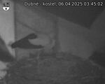 Capi_Dubne_20250406_034502.jpg