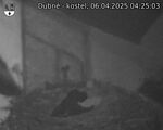 Capi_Dubne_20250406_042503.jpg
