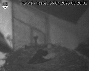 Capi_Dubne_20250406_052003.jpg (1350 x 1080)