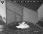 Capi_Dubne_20250406_055502.jpg