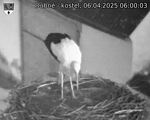 Capi_Dubne_20250406_060003.jpg