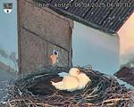 Capi_Dubne_20250406_064002.jpg