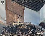 Capi_Dubne_20250406_070004.jpg