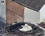 Capi_Dubne_20250406_073004.jpg