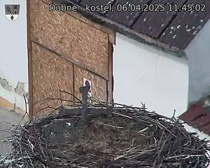Capi_Dubne_20250406_114502.jpg (1350 x 1080)