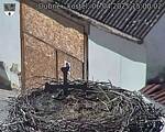 Capi_Dubne_20250406_150002.jpg