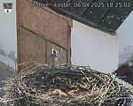 Capi_Dubne_20250406_182502.jpg