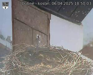 Capi_Dubne_20250406_185003.jpg (1350 x 1080)