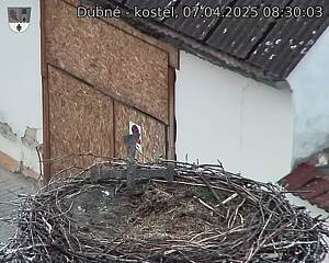 Capi_Dubne_20250407_083003.jpg (1350 x 1080)