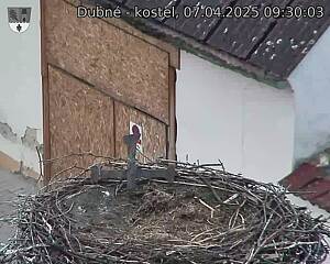 Capi_Dubne_20250407_093003.jpg (1350 x 1080)
